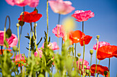 'Shirley Poppies (Papaver Rhoeas); Flowers On Mount Hood, Oregon, Usa'