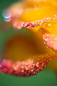 Close Up Of Dew Drops