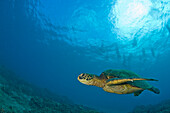 'Makena State Park, South Maui, Hawaii, Usa; Green Sea Turtle (Chelonia Mydas)'