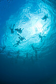 Scuba Divers, South Maui, Hawaii, Usa