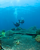 'Apo Island Marine Park, Philippines, Asia; Scuba Diver'