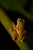 Swamp Frog (Imnonectes Leytensis)
