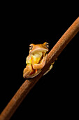 Swamp Frog (Limnonectes Leytensis)