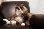 Portrait Of Cat Sitting In Chair