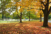 Autumn Trees