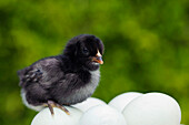 Five Day Old Araucana Chick On Unhatched Eggs