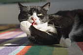 'A Cat Licking It's Paw; Tarifa, Cadiz, Andalusia, Spain'