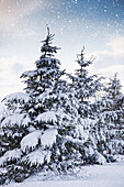 'Northumberland, England; Snow-Covered Trees In The Falling Snow'