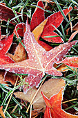 Fall Colored Leaves Covered In Frost
