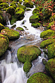 'Happy Valley, Oregon, United States Of America; Green Moss On The Rocks Along A Small Waterfall'