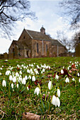 'Northumberland, England; Snowdrops (Galanthus)'