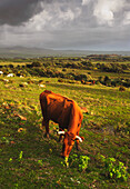 'Tarifa, Cadiz, Andalusia, Spain; A Cow In A Field'