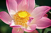 'A Pink Lotus Flower (Nelumbo Nucifera); Palmerston North, New Zealand'