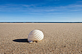 'Northumberland, England; A Seashell On The Sand On Low Newton Beach'