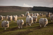 'Northumberland, England; A Flock Of Sheep In A Field'
