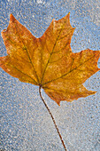 'Portland, Oregon, United States Of America; Autumn Leaf Encased In Ice'