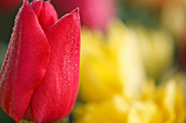 'Woodburn, Oregon, United States Of America; Close Up Of A Red Tulip In A Tulip Field'