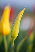 'Woodburn, Oregon, United States Of America; Close Up Of A Closed Yellow Tulip'