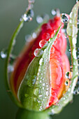 Water Drops On A Closed Tulip