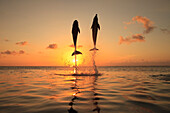 'Roatan, Bay Islands, Honduras; Bottlenose Dolphins (Tursiops Truncatus) Jumping In The Caribbean Sea At Sunset'