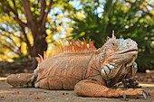 A Large Iguana