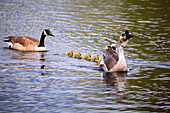 Two Geese Swimming With Their Goslings Following