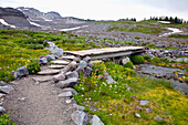 'Washington, United States Of America; Wildflowers Along A Trail In Mt. Rainier National Park'