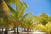 'Roatan, Bay Islands, Honduras; The Beach At Anthony's Key Resort'