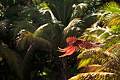 'Roatan, Bay Islands, Honduras; Scarlet Macaws (Ara Macao) In Flight In The Forest Preserve'