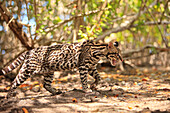 'Roatan, Bay Islands, Honduras; Endangered Species Jaguar (Panthera Onca) In The Rehab Center & Forest Preserve On Mango Key Across From Coxen Hole'