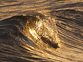 Breaking Wave Catches Light From The Setting Sun