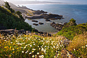 'Oregon, United States Of America; Summer Flowers Along Yaquina Head On The Oregon Coast'