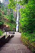 'Oregon, United States Of America; Multnomah Falls In Columbia River Gorge National Scenic Area'
