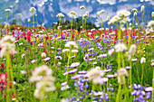 'Washington, United States Of America; Wildflowers In A Meadow In Mt. Rainier National Park'