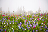 'Washington, United States Of America; Wildflowers In A Meadow With Fog In Mt. Rainier National Park'