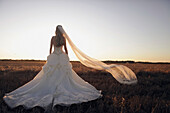 'St. Catharines, Ontario, Canada; A Bride Standing In A Field With Her Veil Blowing In The Wind'