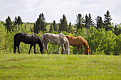 'Three Horses Grazing In A Field With Trees; Calgary, Alberta, Canada'