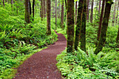 'A Trail In Columbia River Gorge National Scenic Area; Oregon, Usa'
