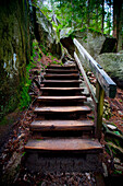 'Wooden Steps Through A Forest; Squamish, British Columbia, Canada'