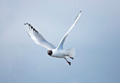 'A Bird In Flight; Amble, Northumberland, England'