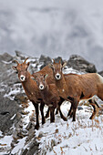 'Mountain Sheep Family; Nordegg, Alberta, Canada'