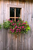 'Wooden Shed With A Flower Box Under The Window; Flesherton, Ontario, Canada'