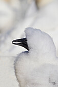 'A Young Gannet Chick; Perce, Quebec, Canada'