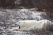 'Polar Bear (Ursus Maritimus) Yawns As He Lays On Frozen Tundra; Churchill, Manitoba, Canada'