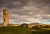 'Ruins Of Cessford Castle With Sheep Grazing In The Field; Scottish Borders, Scotland'