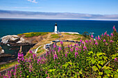 'Wildflowers And Yaquina Head Lighthouse; Oregon, United States Of America'