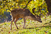 'A Deer With Antlers Grazing On The Grass; North Yorkshire, England'