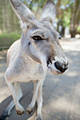 'A Kangaroo; Queensland, Australia'