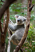 'A Koala Bear (Phascolarctos Cinereus) In A Tree; Gold Coast, Queensland, Australia'