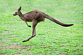 'A Kangaroo (Marsupial) Hopping; Gold Coast Hinterland, Queensland, Australia'